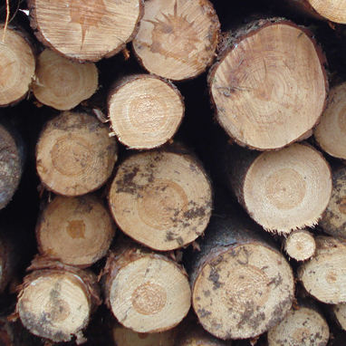 Milwaukee Web Development for Forestry Management and Lumber Manufacturing Company