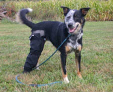 Lucy Wearing a Clean Break Water Resistant Bandage