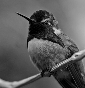 Hummingbird Updates