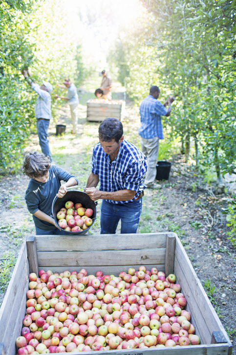 Web design for small farms in Wisconsin